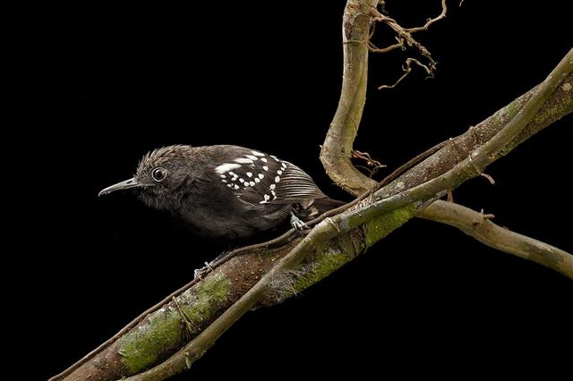 지구온난화로 열대우림이 파괴되면서 서식하는 새들도 멸종 위기에 처하게 됐다. 중남미 지역에 서식하는 흰깃털앤트렌 수컷의 모습. 미국 시애틀 워싱턴대 제공