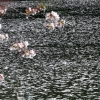 바람에 우수수 낙화 ‘벚꽃 양탄자’