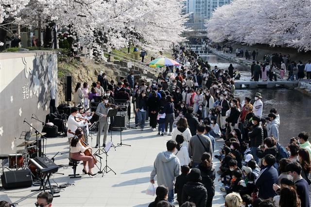 주말을 맞아 지난 9일 울산 남구 무거천 ‘궁거랑 벚꽃길’을 찾은 시민들이 음악가들의 연주를 듣고 있다.  남구 제공