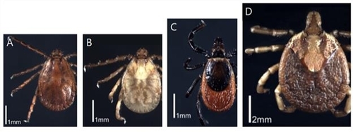SFTSV 매개 참진드기 A:작은소피참진드기, B:개피참진드기, C:일본참진드기, D:뭉뚝참진드기. 질병관리청 제공