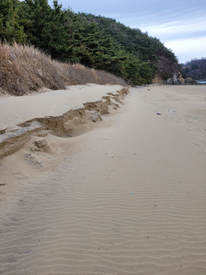 모래가 파도에 휩쓸려 나가면서 황폐화돠고 있는 대이작도 해변.(대이작도 주민 제공)