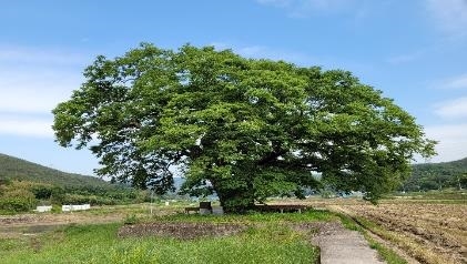 합천군 삼가면 어전리 느티나무