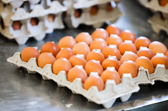 러시아 연해주(프리모리예 지방) 블라디보스토크 인근의 한 마을의 양계장에 포장된 계란이 보인다. 사진은 기사 내용과 무관함. 2022.4.14 타스 연합뉴스