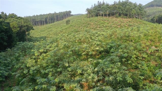 충남 보령시 성주면 개화리에 아까시나무로 조성한 밀원숲 전경.  충남도 제공