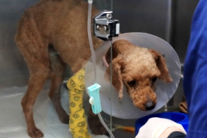 “푸들 코만 남기고 생매장”…용의자 2명 자수, 경찰 조사