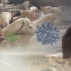 [속보] 강원 돼지열병 감염 야생 멧돼지 10마리 발견