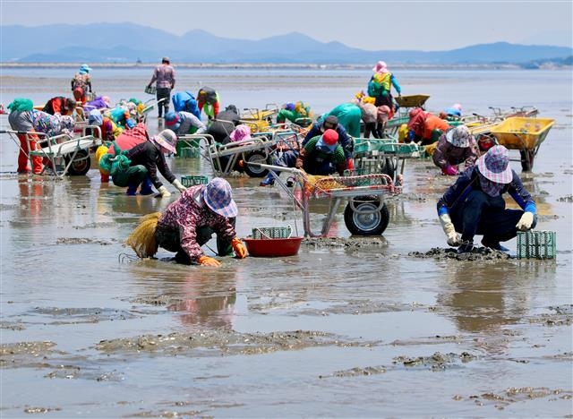 충남 어민이 10년 새 절반으로 주는 등 어촌의 고령화가 급속히 진행되고 있다. 충남도의 어촌계 진입장벽 허물기가 고령화를 완화하는 하나의 해법으로 떠오르고 있다. 사진은 바지락을 공동 채취하고 있는 한 어촌계 어민들. 충남도 제공