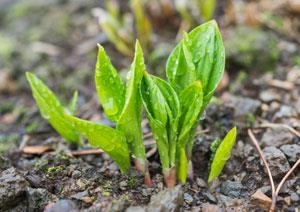 울릉도 특산물인 명이 나물. 화산섬 특유의 지질과 해양성 기후에서 자라 맛과 향이 독특하고 미네랄과 비타민 등 영양소가 풍부하다. 울릉군 제공