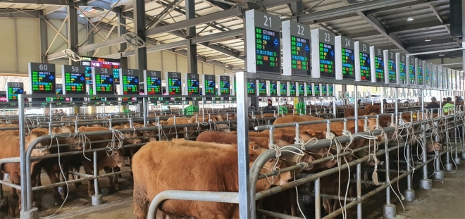 영주축협 스마트 전자경매 가축시장. 경북도 제공