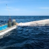 포항 구룡포 인근 해상서 해양보호생물 ‘참고래’ 혼획
