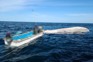 “요트 뒤집혔다.”신고…알고 보니 참고래 사체