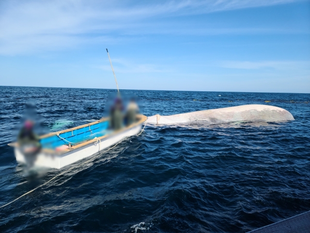 지난 9일 오후 포항시 남구 구룡포읍 하정리 앞바다에서 그물에 걸려 죽은 채 발견된 참고래를 해경이 조사하고 있다. 포항해양경찰서 제공