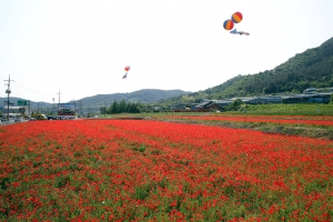 1억송이 화려한 양귀비...경남 하동 북천 만개한 양귀비 꽃단지 개방