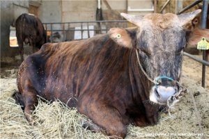 강원 고성군이 고성칡소 명품화에 적극 나선다. 고성군 제공