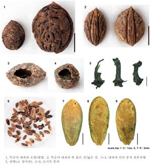 김해 금관가야 귀족무덤 대성동 고분에서 나온 복숭아씨 