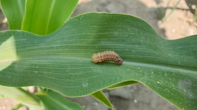 제주도 농업기술원 제공