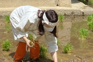 일상 회복과 풍년 기원 도심 속 전통 모내기 재개