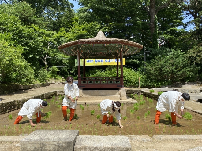 지난해 5월 24일 서울 창덕궁 청의정에서 열린 모내기 행사에서 농촌진흥청과 문화재청 관계자들이 풍년을 기원하며 모를 심고 있다. 농촌진흥청 제공 