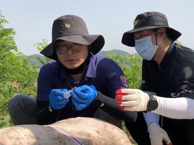 현철호(왼쪽) 검시조사관이 돼지 사체에서 나타나는 변화를 관찰하고 있다. 경찰청 제공