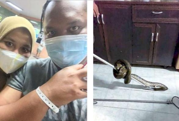 말레이시아 한 남성이 자기 집 화장실 변기에서 뱀에게 엉덩이를 물렸다. 트위터 캡처