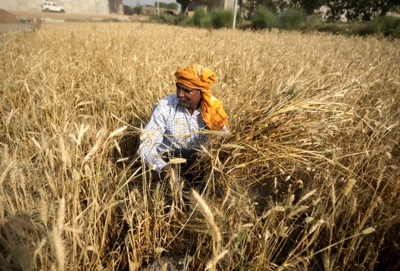밀 추수하는 인도 농부 지난 4월 28일 인도 잠무 외곽 지역에서 농부가 밀을 추수하고 있다. 2022.5.27 AP 연합뉴스