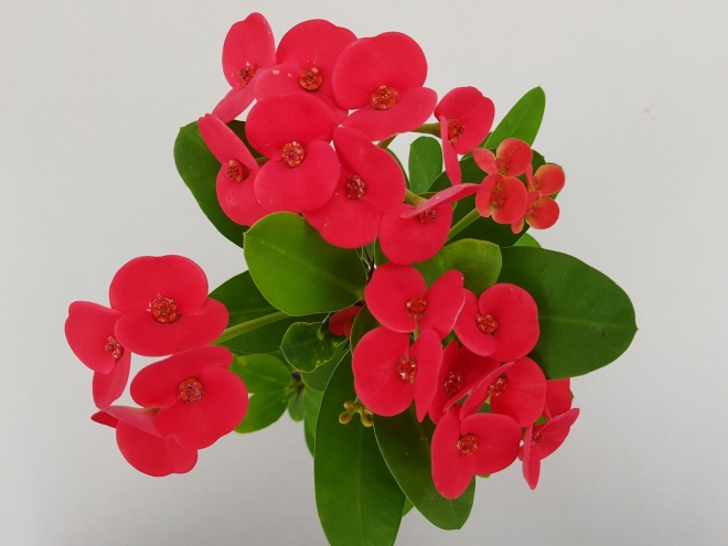 선인장다육식물연구소가 실내에서 일 년 내내 꽃을 볼 수 있는 다육식물인 꽃기린 신품종 ‘레드샤인’ 경기농기원 제공