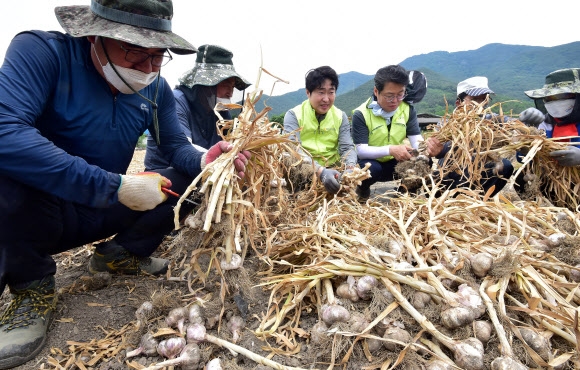 농번기 일손 돕는 농협 직원들