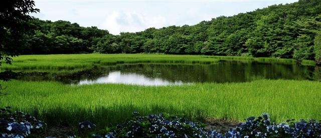 람사르 습지도시로 인증된 제주 서귀포시 남원읍 물영아리오름습지의 모습. 제주관광공사 제공