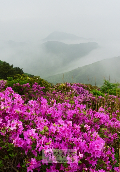 전남 장흥 제암산 정상 능선에 붉은 철쭉이 만발했다. 절반 이상 낙화한 철쭉평원보다 꽃들의 자태가 한결 풍성하다.