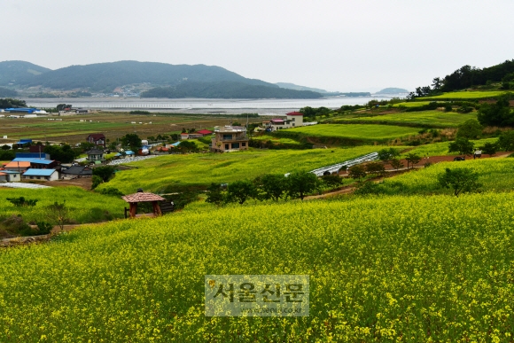 유채꽃이 만발한 장흥 선학동 마을. 마을 앞바다엔 ‘장흥 문학의 자궁’이라고 불리는 회진항이 있다.