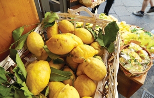 이탈리아 남부 아말피에서 볼 수 있는 레몬.