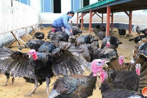 북한 청해농장, ‘과학 축산’ 강조하며 칠면서 사육