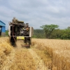 국산밀 생산단지 조성한 제주, 다음주중 밀 수확 마무리