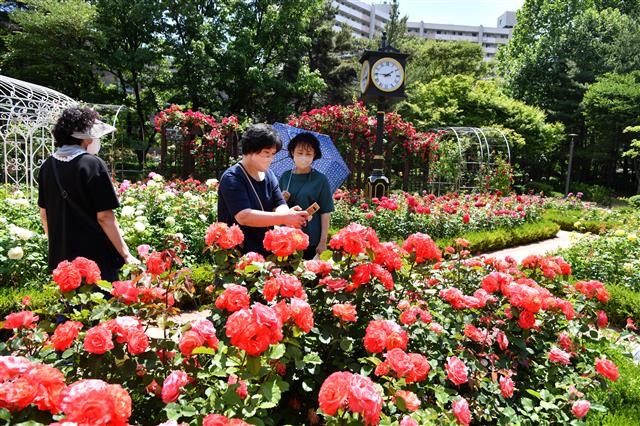갈말공원의 명소 ‘로즈가든’에서 주민들이 활짝 핀 장미를 휴대전화로 촬영하는 모습. 노원구 제공