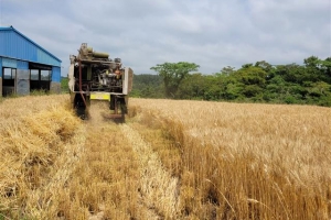 제주산 ‘K밀’이 온다… 99.2% 수입 맞선다