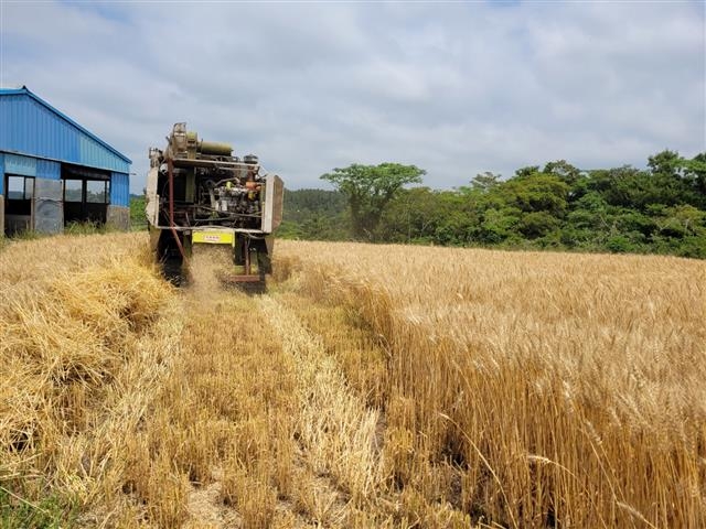 제주도농업기술원 서부농업기술센터가 지난해 조성한 제주 한림읍 금악리 일대 20㏊ 규모의 ‘국산 밀 생산단지’에서 관계자가 밀을 수확하고 있다. 제주도농업기술원 제공