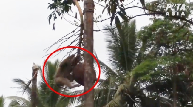 코코넛 농장주에 ‘고용’돼 강제로 코코넛 수확에 동원된 태국의 돼지꼬리원숭이