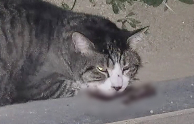 학대 당한 고양이 ‘똘이’. 케어 인스타그램