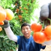 여름엔 체리가, 체리는 함양이 대세
