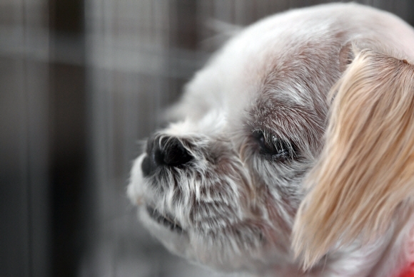 이름없는 유기견 한 강아지가 힘없는 표정을 짓고 있다. 서울신문DB