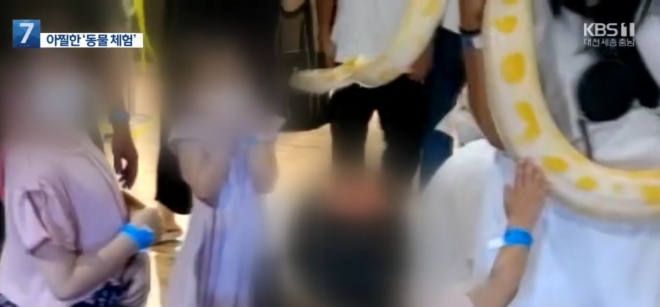 대전 한 실내동물원에서 뱀을 만지는 체험행사에 참가했던 어린이가 뱀에 물렸다. KBS 캡처