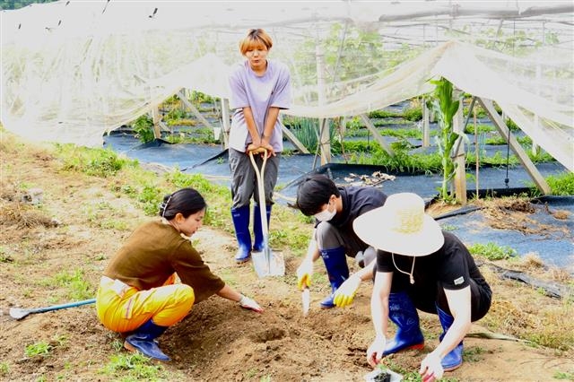 경북 경산에서 치유농업공동체 ‘토담토담’을 운영하는 우승연(왼쪽 첫 번째)·승민(두 번째) 자매가 지난 13일 참가자들과 함께 사과참외 모종을 심고 있다. 경산 안세현 기자