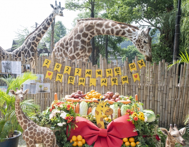 세계 기린의 날인 6월 21일 경기 용인 에버랜드 동물원의 기린들이 과일과 채소 등으로 구성된 특별 케이크를 맛보고 있다. 에버랜드 제공