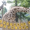 에버랜드, ‘6월 21일’ 세계 기린의 날 기념 보호 활동
