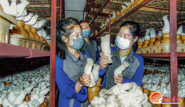북한 류경버섯공장…“기술발전으로 버섯 생산에서 좋은 성과”