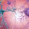 뇌 속 반짝이는 별세포 물질이 알츠하이머 일으킨다