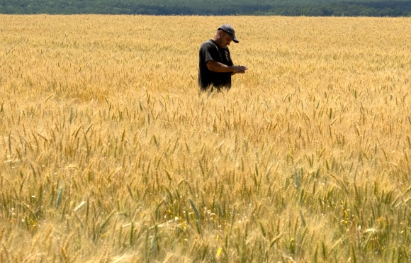 러시아군의 공격이 이어지고 있는 우크라이나 도네츠크주의 한 밀밭에서 농부가 밀 상태를 확인하고 있다. 2022.6.21 AP 연합뉴스