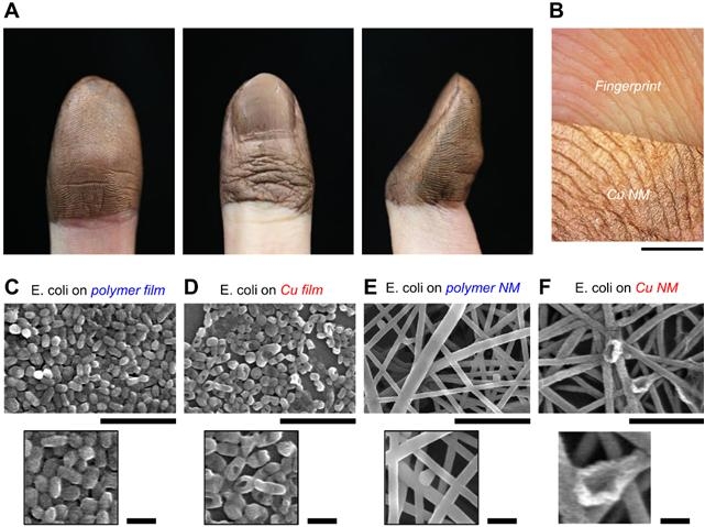 피부와 일체화된 구리 나노메쉬 패치와 다양한 표면 위의 대장균 비교