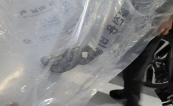 비닐 봉지 안에 수거된 뱀 온라인커뮤니티 보배드림 캡처