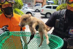 “니가 왜 그기서 나와”...포항 아파트 단지에 출몰한 새끼 멧돼지 2마리 생포